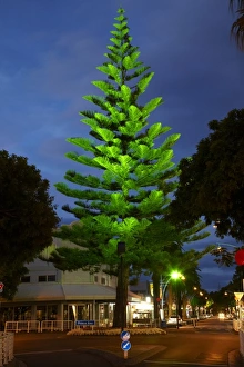 Norfolk Pine Tree at Night, Mount Maunganui, Tauranga, Bay of Plenty, North Island Norfolk Pine Tree at Night, Mount Maunganui, Tauranga, Bay of Plenty, North Island