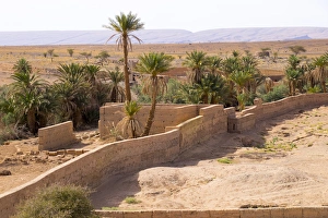 North Africa, Morocco, Southern Morocco, typical palm tree grove North Africa, Morocco, Southern Morocco, typical palm tree grove