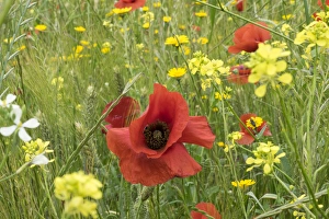 North Africa, Morocco, Taounate, spring flowers bloom.Verbena, Coreopsis, Atlantic Poppy North Africa, Morocco, Taounate, spring flowers bloom.Verbena, Coreopsis, Atlantic Poppy