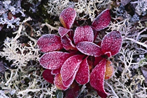 North America. Alaska, Denali National Park. Frost on Bearberry (Arctostaphylos uva-ursi) North America. Alaska, Denali National Park. Frost on Bearberry (Arctostaphylos uva-ursi)