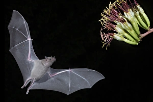 Phyllostomidae Gallery: Lesser Long-nosed Bat Collection