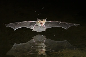 North America, Arizona, pallid bat, (Antrozous pallidus) Bats drinking North America, Arizona, pallid bat, (Antrozous pallidus) Bats drinking