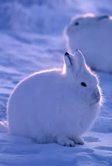 North America, Canada, Ellesmere Island, Arctic hare