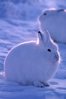North America, Canada, Ellesmere Island, Arctic hare North America, Canada, Ellesmere Island, Arctic hare