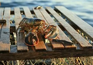 Images Dated 12th January 2000: North America, Canada, Nova Scotia, Cape Breton, Lobster on Trap