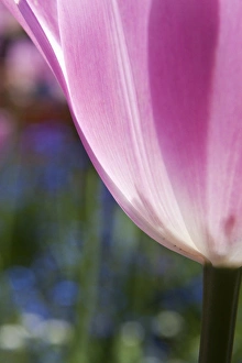 North America; Canada; Victoria; Selective Focus of Spring Tulips of Red and White Color North America; Canada; Victoria; Selective Focus of Spring Tulips of Red and White Color