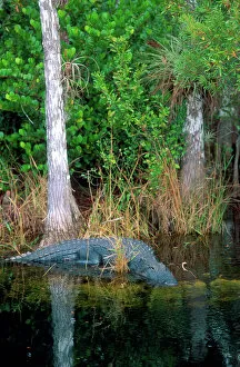 North America, Florida Alligator among cypress trees in Florida Everglades