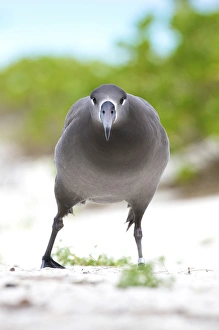 North America, Northwestern Hawaiian Islands, Midway Atoll. Black-footed Albatross North America, Northwestern Hawaiian Islands, Midway Atoll. Black-footed Albatross