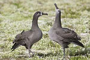 Images Dated 2nd December 2008: North America, Northwestern Hawaiian Islands, Midway Atoll. Black-footed Albatross