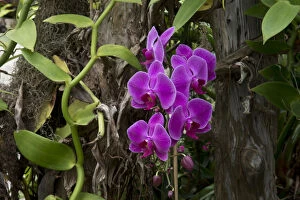 Orchids Gallery: North America, USA, Alabama, Mobile, Bellingrath Gardens and Home Conservatory Flowers