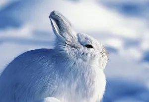 North America, USA, Alaska, Arctic National Park. Snowshoe hare (Lepus americanus) North America, USA, Alaska, Arctic National Park. Snowshoe hare (Lepus americanus)