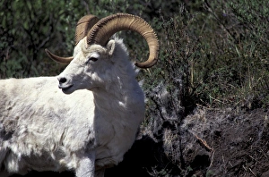 North America, USA, Alaska, Denali NP, Polychrome Pass. Dall ram North America, USA, Alaska, Denali NP, Polychrome Pass. Dall ram