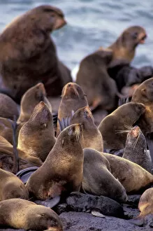 Marine Life Collection: North America, USA, Alaska. Endangered Northern Fur Seal (Callorninus ursinus)