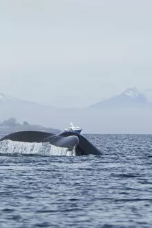 Images Dated 21st January 2000: North America, USA, Alaska, in Frederick Sound, Pacific Coast, Humpback Whale, Megaptera