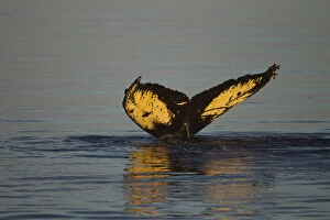 North America, USA, Alaska, Fredrick Sound, Humpback Whale, Megaptera novaeangliae, tail