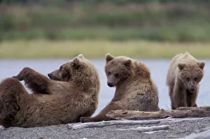 North America, USA, Alaska, Katmai NP. Grizzly sow and cub wrestle North America, USA, Alaska, Katmai NP. Grizzly sow and cub wrestle