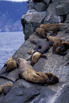 North America, USA, Alaska, Kenai Fjords NP, Resurrection Bay. Stellars sea lions North America, USA, Alaska, Kenai Fjords NP, Resurrection Bay. Stellars sea lions
