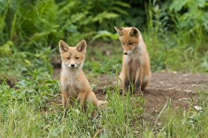 North America, USA, Alaska, McNeil River. Red Fox North America, USA, Alaska, McNeil River. Red Fox