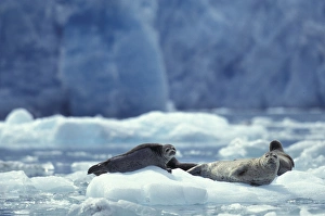 North America, USA, Alaska, South Sawyer Glacier, Tracy Arm, Harbor seals on icebergs North America, USA, Alaska, South Sawyer Glacier, Tracy Arm, Harbor seals on icebergs