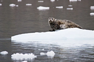 North America; USA; Alaska; Wrangell St Elias National Park; Spotted Harbor Seal North America; USA; Alaska; Wrangell St Elias National Park; Spotted Harbor Seal