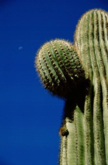 North America, USA, Arizona, Phoenix. Desert Botanical Garden, giant saguaro cactus North America, USA, Arizona, Phoenix. Desert Botanical Garden, giant saguaro cactus