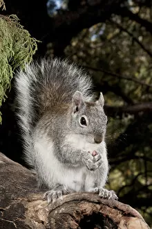 Images Dated 28th April 2010: North America, USA, Arizona, SW, Arizona Gray Squirrel, Sciurus arizonensis, eating