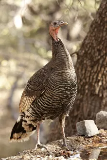 Wild Turkey Gallery: North America, USA, Arizona, Wild Turkey, Meleagris gallopavo, SW Subspecies