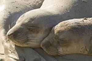 Images Dated 10th November 2007: North America, USA, CA, Piedras Blancas. Juvenile elephant seals (Mirounga angustirostris)