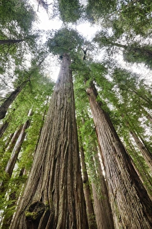 North America; USA; California; Redwoods National Park; Redwood Trees in Morning North America; USA; California; Redwoods National Park; Redwood Trees in Morning