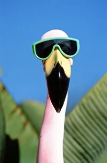 Images Dated 7th May 2008: North America, USA, California, San Diego. Sea World, plastic flamingo with sun glasses