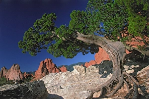 North America, USA, Colorado, Colorado Springs, Garden of the Gods. Tree with colorful North America, USA, Colorado, Colorado Springs, Garden of the Gods. Tree with colorful