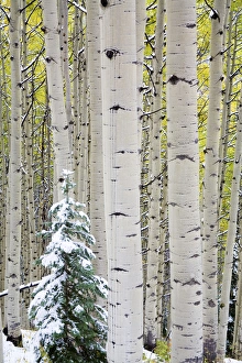 North America, USA, Colorado, Kebler Pass, Snow covered Aspens with Autumn Color North America, USA, Colorado, Kebler Pass, Snow covered Aspens with Autumn Color