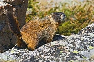 North America, USA, Colorado, Rocky Mountaina, Mount Evans, Yellow-bellied Marmot North America, USA, Colorado, Rocky Mountaina, Mount Evans, Yellow-bellied Marmot