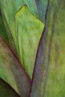 North America, USA, Florida, Agave (Agave sp.) detail North America, USA, Florida, Agave (Agave sp.) detail
