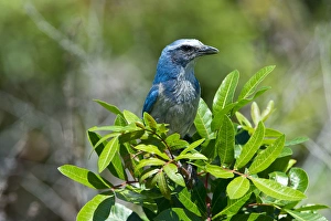 North America, USA, Florida, Cape Coral, near Seahawk Park, Florida Scrub Jay framed North America, USA, Florida, Cape Coral, near Seahawk Park, Florida Scrub Jay framed