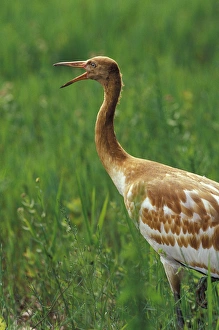 North America, USA, Florida, Central Florida. Whooping crane chick stretching beak North America, USA, Florida, Central Florida. Whooping crane chick stretching beak