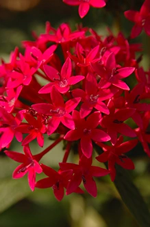 North America, USA, Florida, Edgewater, red Pentas flower North America, USA, Florida, Edgewater, red Pentas flower