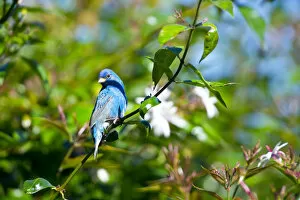 Images Dated 21st March 2013: North America, USA, Florida, Immokalee, Indigo Bunting perched in Jasmine bush
