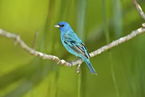 Images Dated 30th March 2009: North America, USA, Florida, Immokalee, Indigo Bunting perched on tree branch