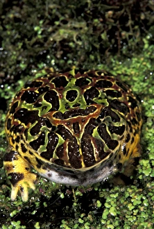 North America, USA, Florida, Miami. Argentine horned frog (Ceratophrys ornata) North America, USA, Florida, Miami. Argentine horned frog (Ceratophrys ornata)
