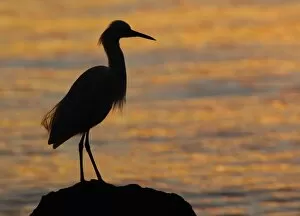 Images Dated 26th November 2005: North America, USA, Florida, Mt. Dora, a snowy egret in silhouette perched on a rock