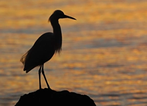 North America, USA, Florida, Mt. Dora, a snowy egret in silhouette perched on a rock North America, USA, Florida, Mt. Dora, a snowy egret in silhouette perched on a rock