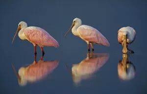 Images Dated 8th December 2005: North America, USA, Florida, Myakka River State Park, flock of Roseate Spoonbills