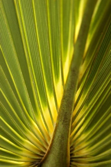 North America, USA, Florida, New Smyrna Beach, palm leaf detail North America, USA, Florida, New Smyrna Beach, palm leaf detail