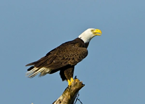 North America, USA, Florida, North Fort Meyers, Bayshore Drive, American Bald Eagle North America, USA, Florida, North Fort Meyers, Bayshore Drive, American Bald Eagle