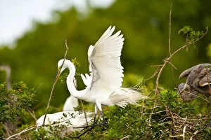 Images Dated 23rd March 2009: North America, USA, Florida, Venice, Audubon Sanctuary, Common Egret with Nesting