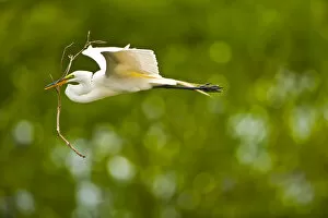 Images Dated 23rd March 2009: North America, USA, Florida, Venice, Audubon Sanctuary, Common Egret Flying with