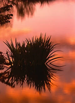 Images Dated 23rd September 2004: North America, U.S.A. Florida, Wakodahatchee preserve, Sunrise reflection in a swampy