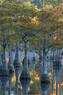 North America, USA, Georgia, George L. Smith State Park, Pond Cyprus (Taxodium ascendens) North America, USA, Georgia, George L. Smith State Park, Pond Cyprus (Taxodium ascendens)