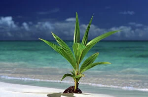 Shade Gallery: North America, USA, Hawaii. Palm tree sprouting from coconut